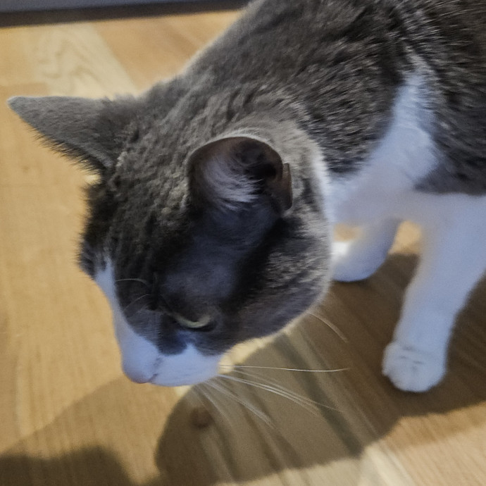 Blue Ribbon Cat Sitter Of Queen City