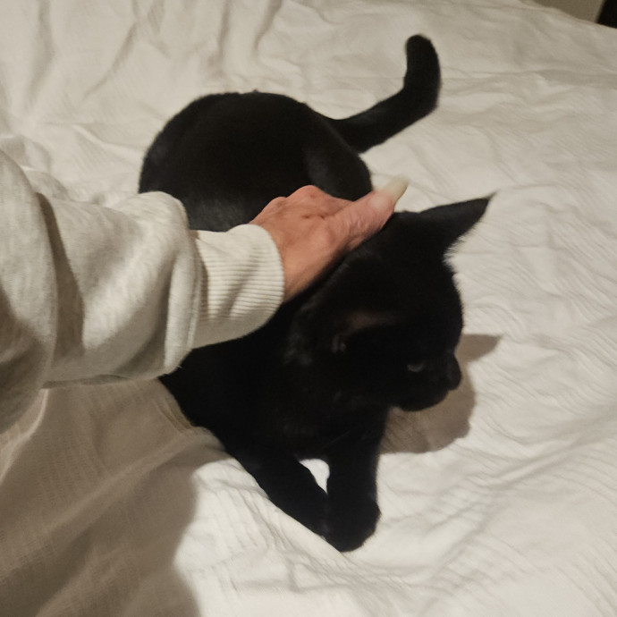 Blue Ribbon Cat Sitter Of Queen City
