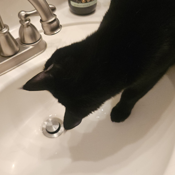 Blue Ribbon Cat Sitter Of Queen City