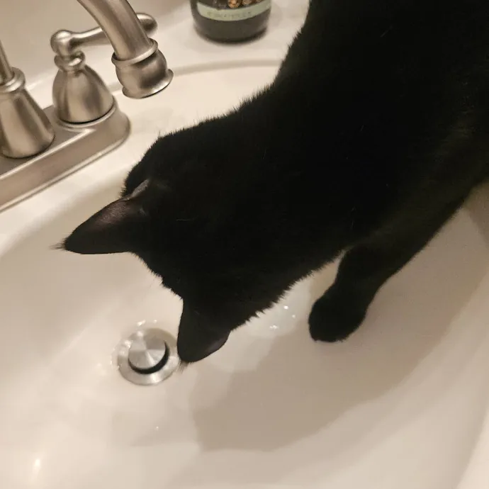 Blue Ribbon Cat Sitter Of Queen City
