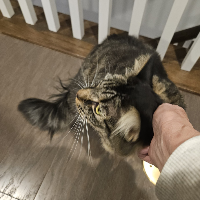 Blue Ribbon Cat Sitter Of Queen City