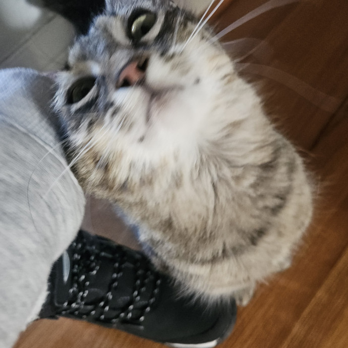 Blue Ribbon Cat Sitter Of Queen City