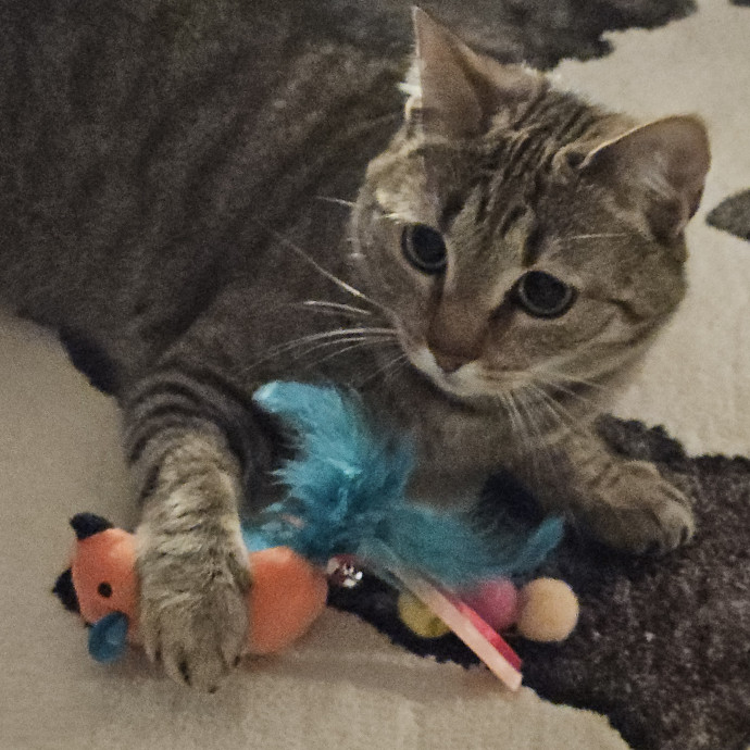 Blue Ribbon Cat Sitter Of Queen City