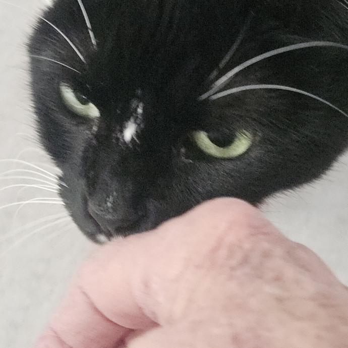 Blue Ribbon Cat Sitter Of Queen City