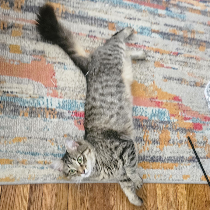 Blue Ribbon Cat Sitter Of Queen City