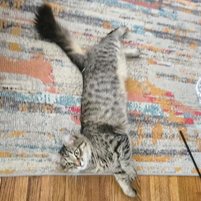 Blue Ribbon Cat Sitter Of Queen City
