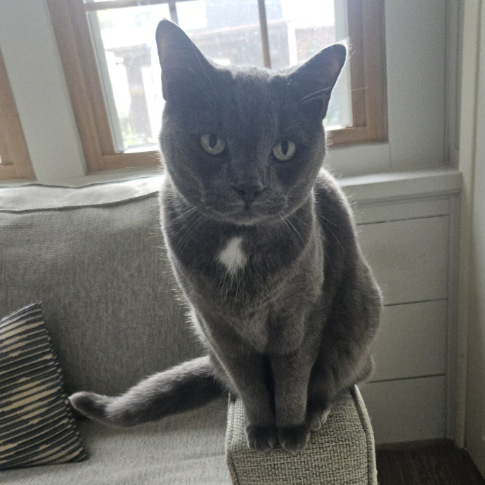 Blue Ribbon Cat Sitter Of Queen City