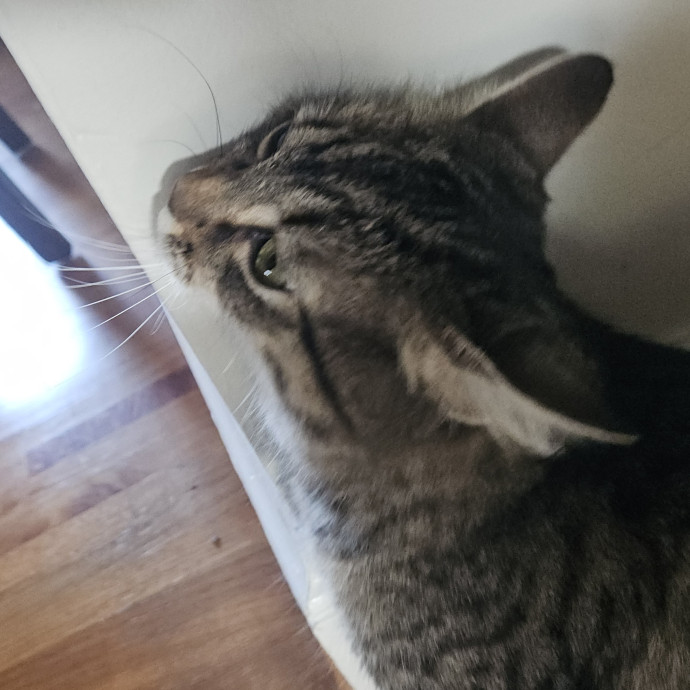 Blue Ribbon Cat Sitter Of Queen City