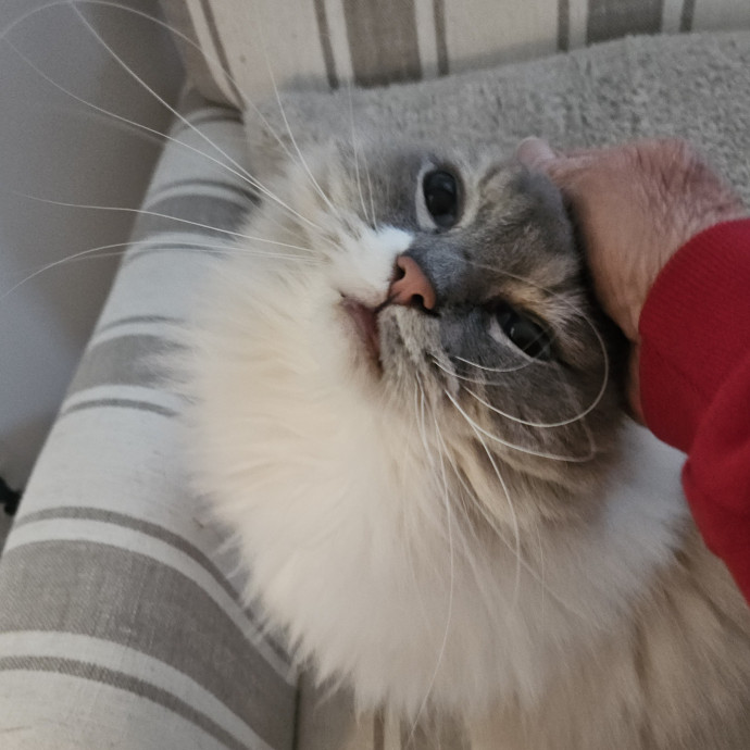Blue Ribbon Cat Sitter Of Queen City