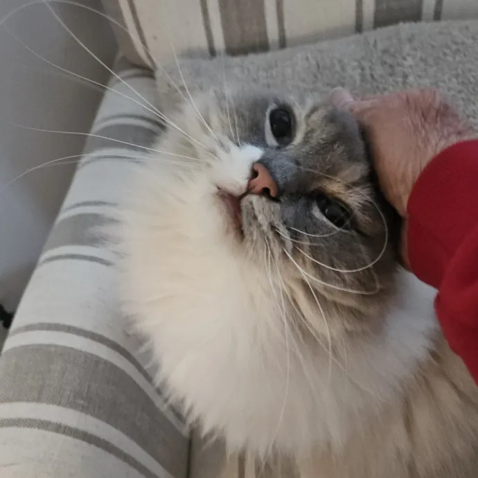 Blue Ribbon Cat Sitter Of Queen City