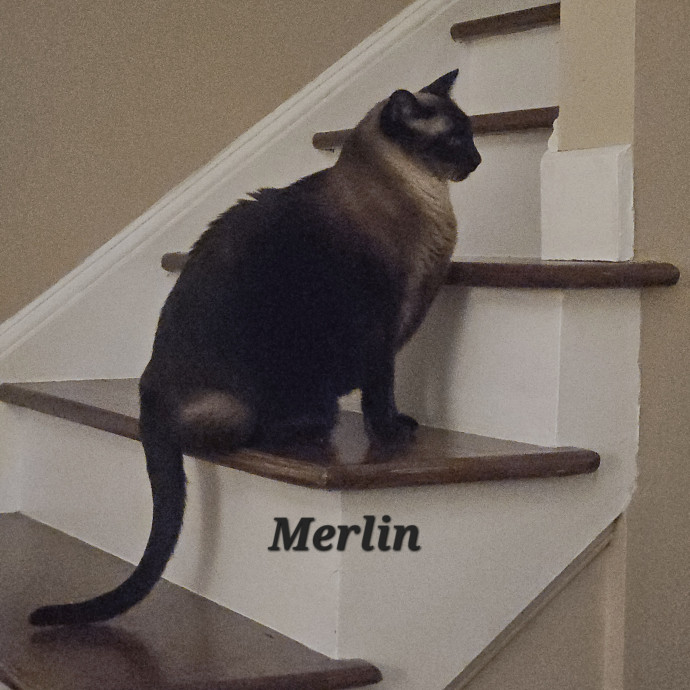 Blue Ribbon Cat Sitter Of Queen City