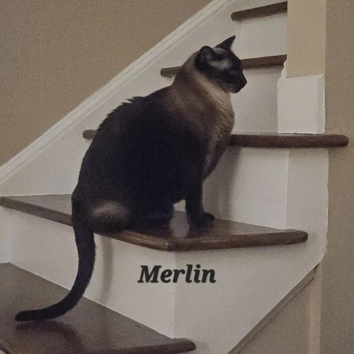 Blue Ribbon Cat Sitter Of Queen City