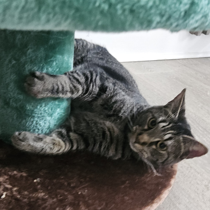 Blue Ribbon Cat Sitter Of Queen City
