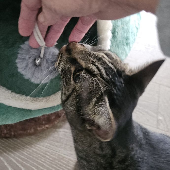 Blue Ribbon Cat Sitter Of Queen City