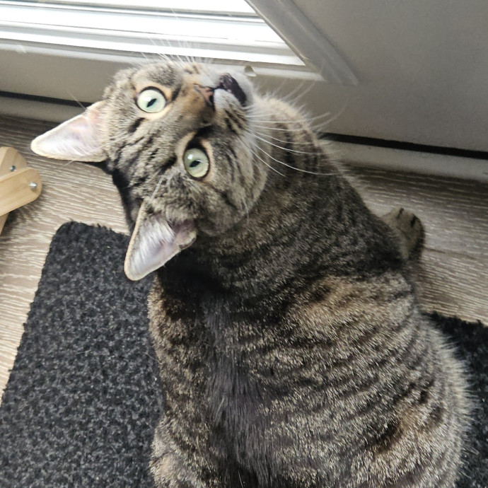 Blue Ribbon Cat Sitter Of Queen City