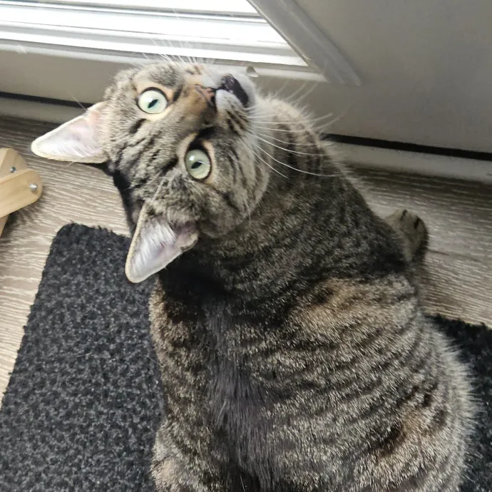 Blue Ribbon Cat Sitter Of Queen City