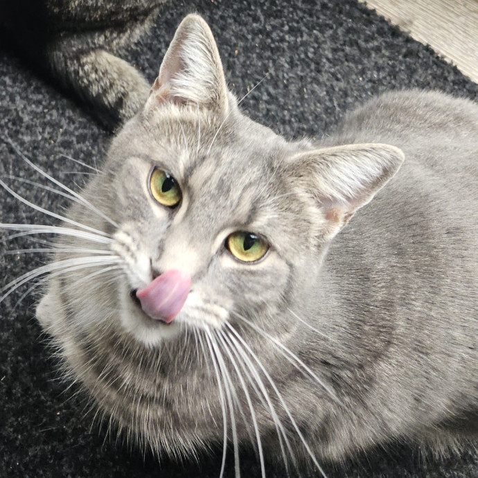 Blue Ribbon Cat Sitter Of Queen City