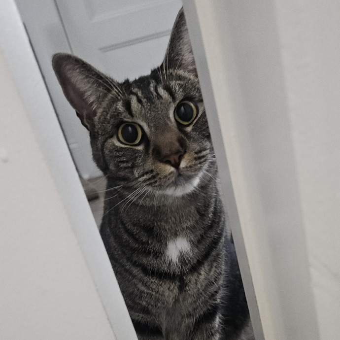 Blue Ribbon Cat Sitter Of Queen City