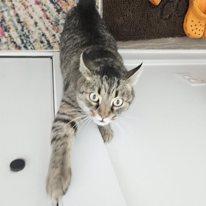 Blue Ribbon Cat Sitter Of Queen City