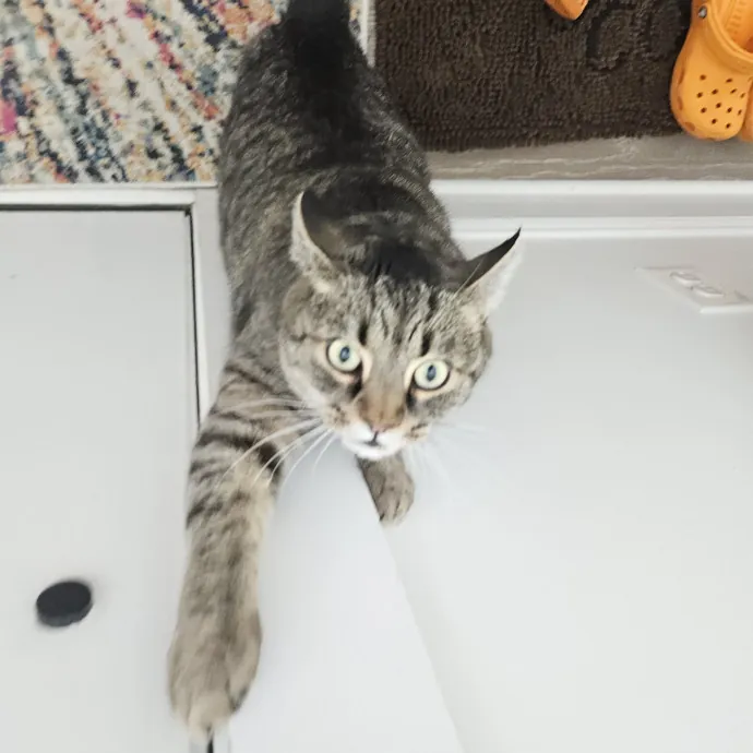 Blue Ribbon Cat Sitter Of Queen City