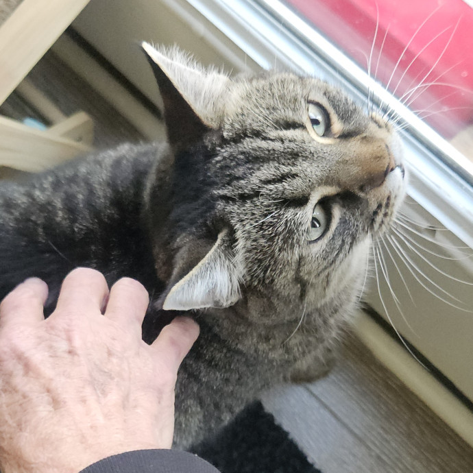 Blue Ribbon Cat Sitter Of Queen City