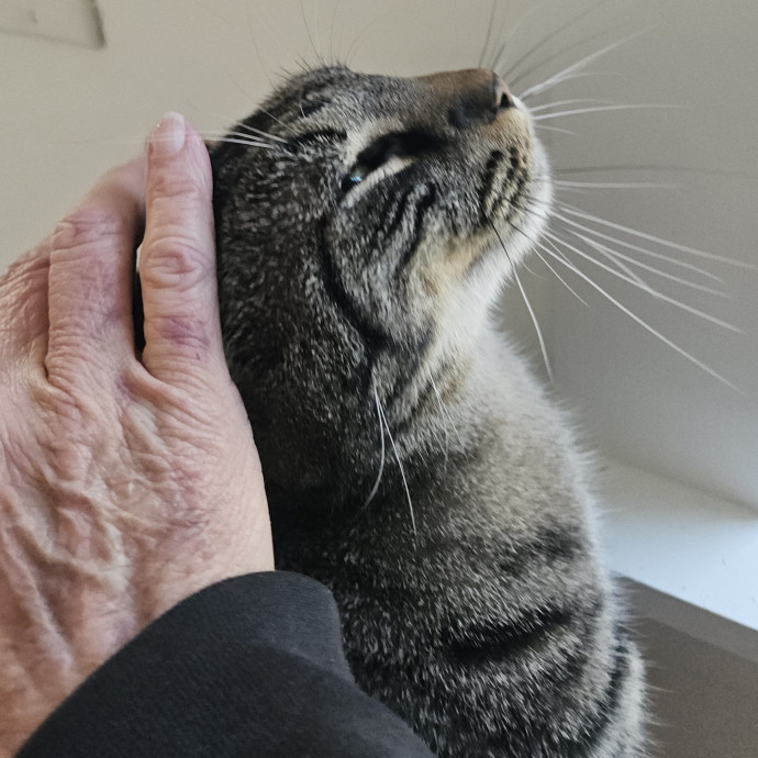 Blue Ribbon Cat Sitter Of Queen City