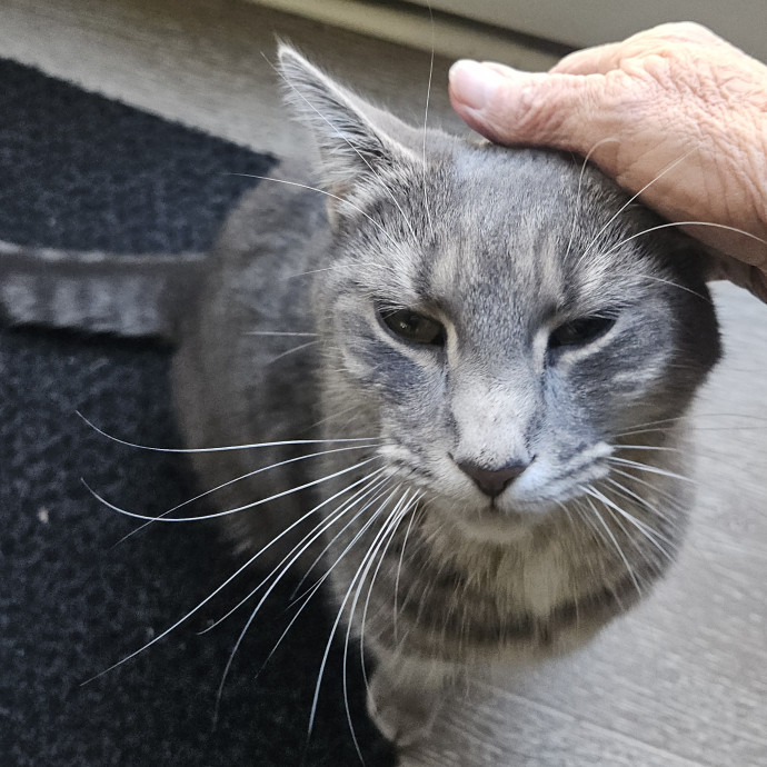 Blue Ribbon Cat Sitter Of Queen City