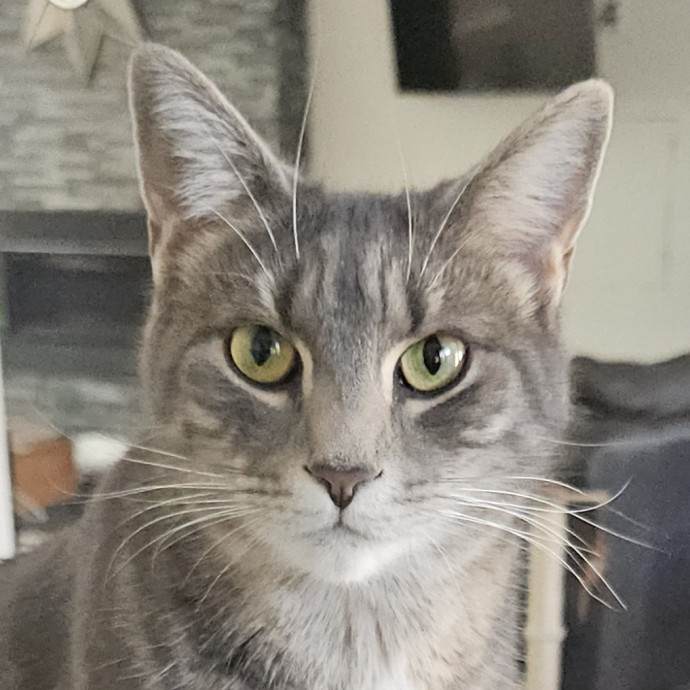 Blue Ribbon Cat Sitter Of Queen City