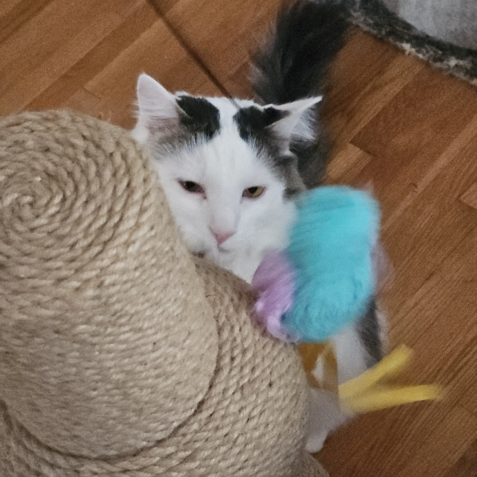 Blue Ribbon Cat Sitter Of Queen City