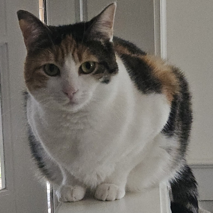 Blue Ribbon Cat Sitter Of Queen City