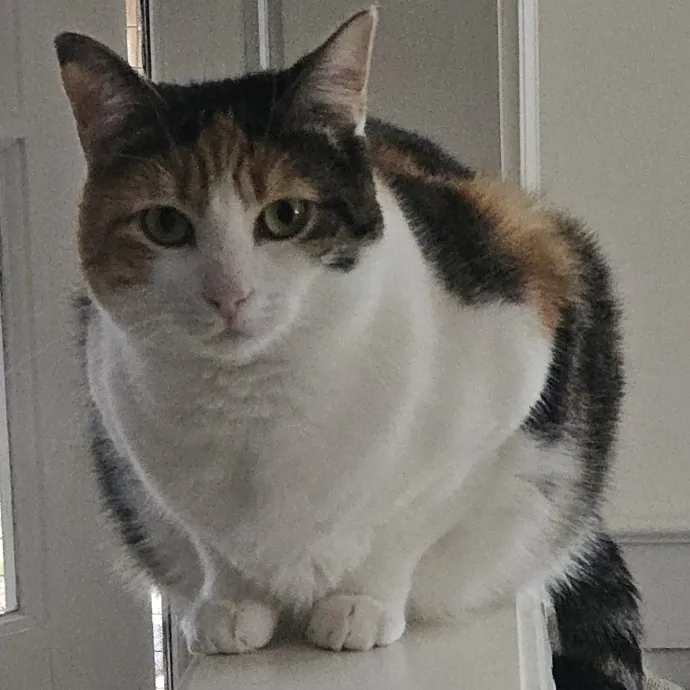 Blue Ribbon Cat Sitter Of Queen City