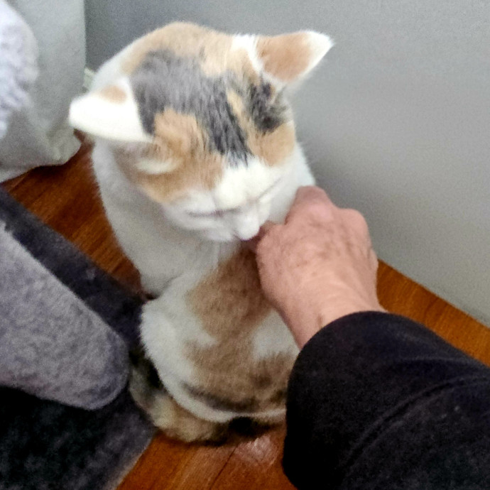 Blue Ribbon Cat Sitter Of Queen City
