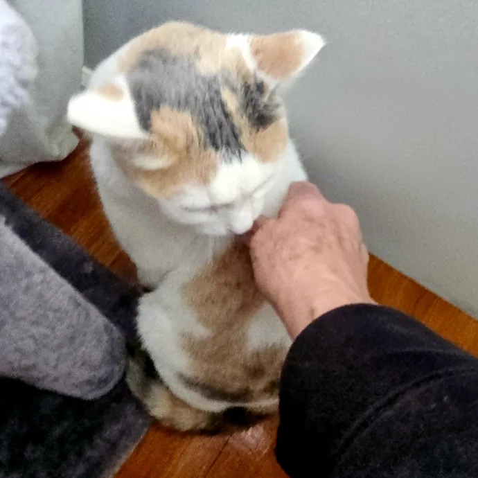 Blue Ribbon Cat Sitter Of Queen City