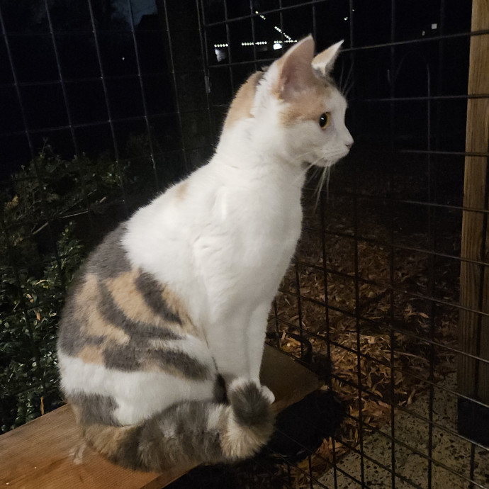 Blue Ribbon Cat Sitter Of Queen City