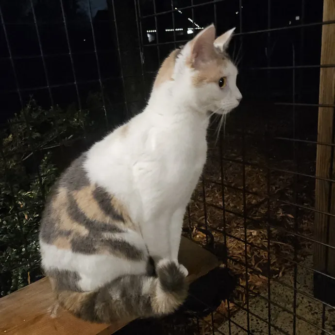 Blue Ribbon Cat Sitter Of Queen City