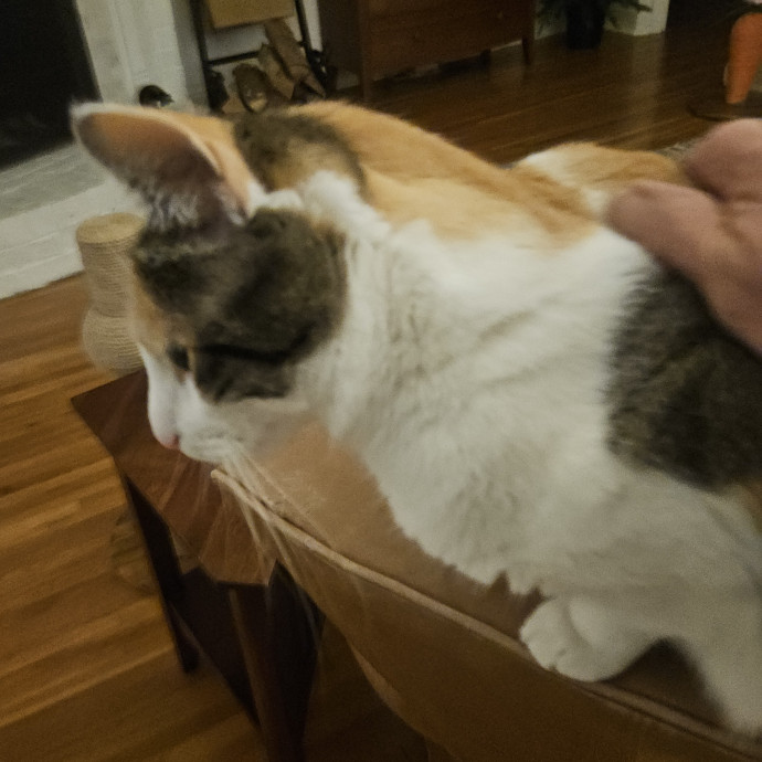 Blue Ribbon Cat Sitter Of Queen City