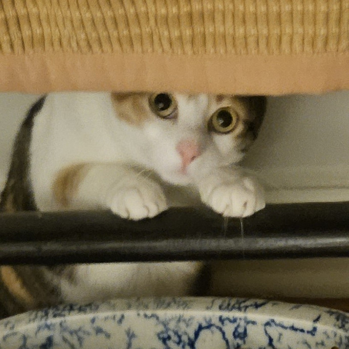 Blue Ribbon Cat Sitter Of Queen City