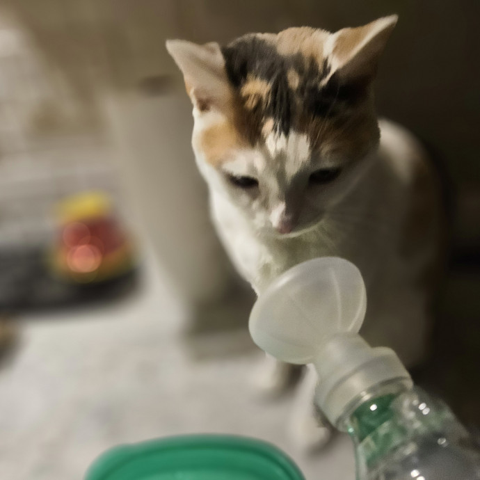 Blue Ribbon Cat Sitter Of Queen City