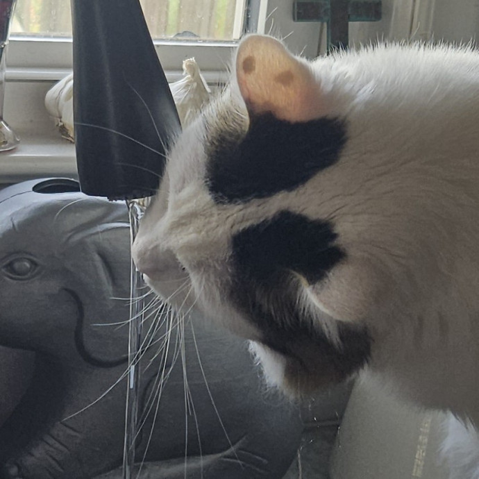 Blue Ribbon Cat Sitter Of Queen City