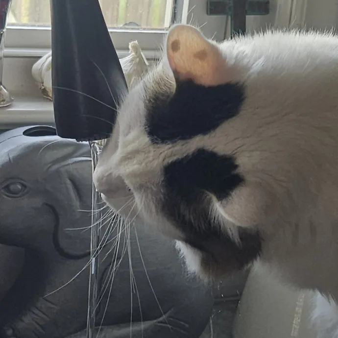 Blue Ribbon Cat Sitter Of Queen City