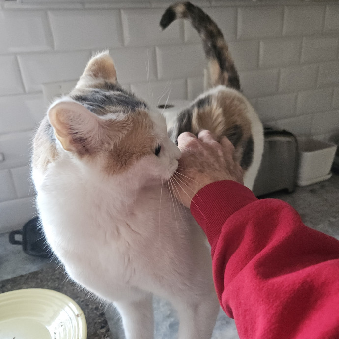 Blue Ribbon Cat Sitter Of Queen City