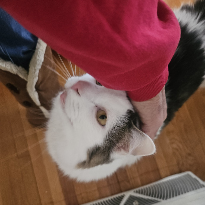 Blue Ribbon Cat Sitter Of Queen City