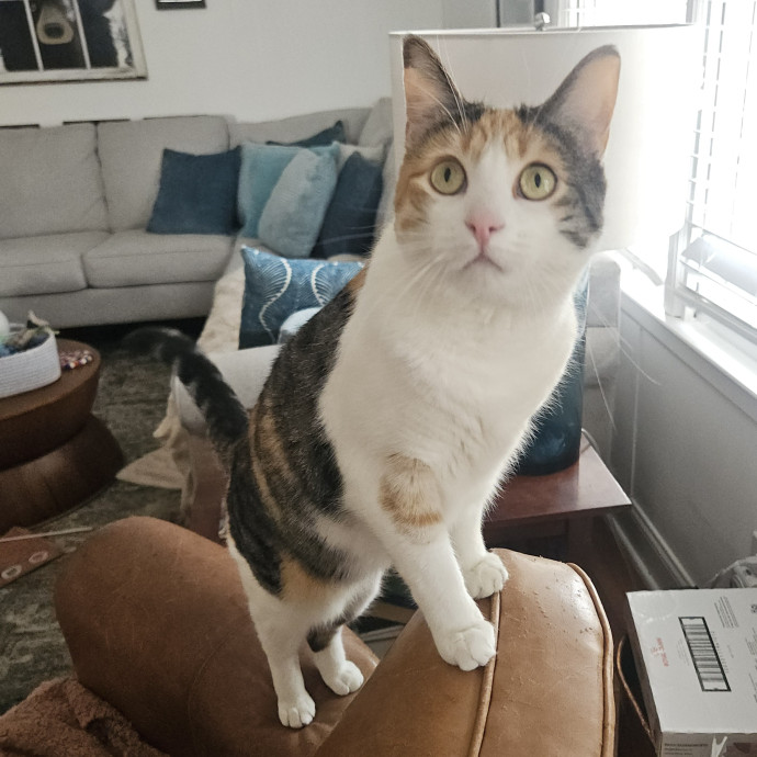 Blue Ribbon Cat Sitter Of Queen City