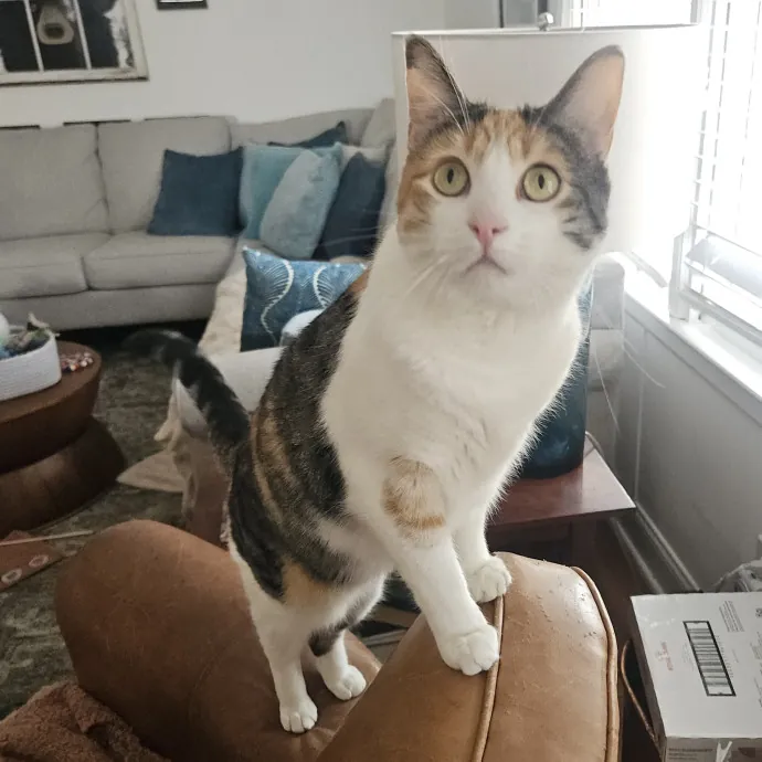 Blue Ribbon Cat Sitter Of Queen City