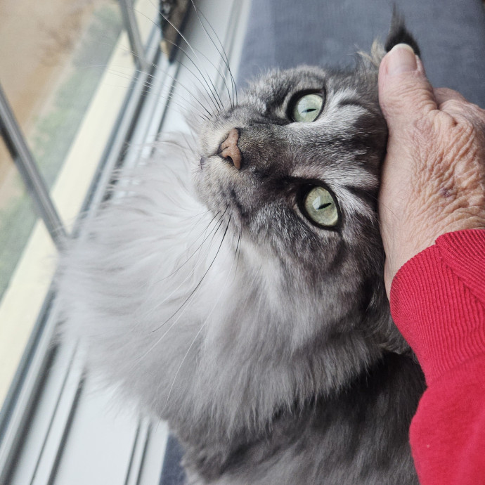 Blue Ribbon Cat Sitter Of Queen City