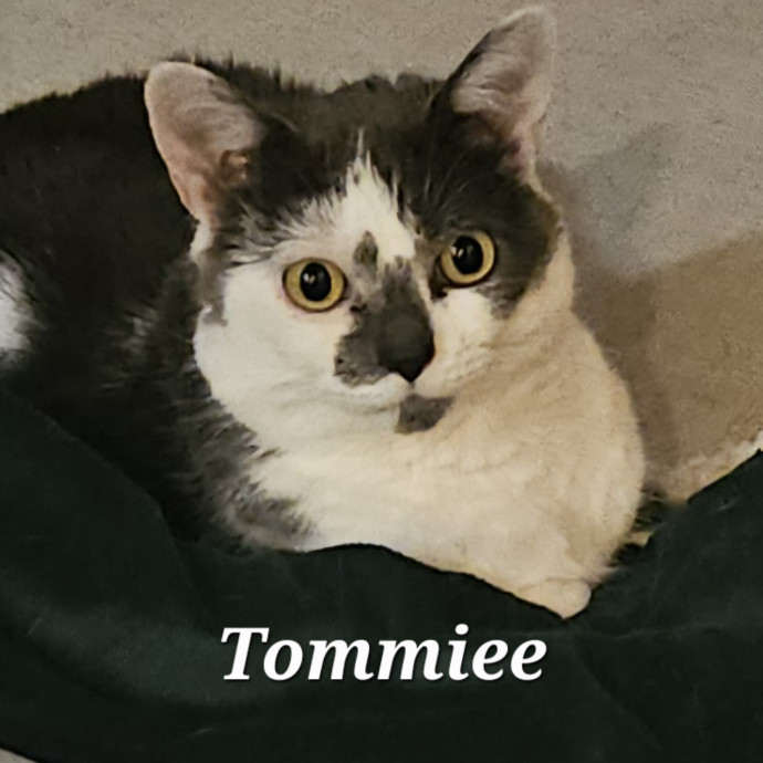 Blue Ribbon Cat Sitter Of Queen City