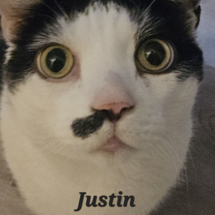 Blue Ribbon Cat Sitter Of Queen City