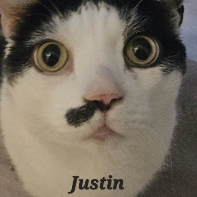 Blue Ribbon Cat Sitter Of Queen City