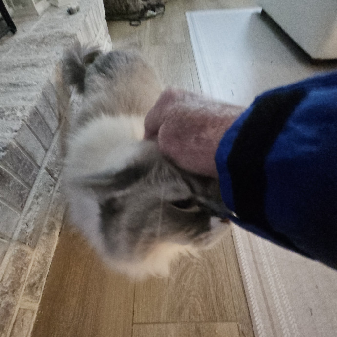Blue Ribbon Cat Sitter Of Queen City