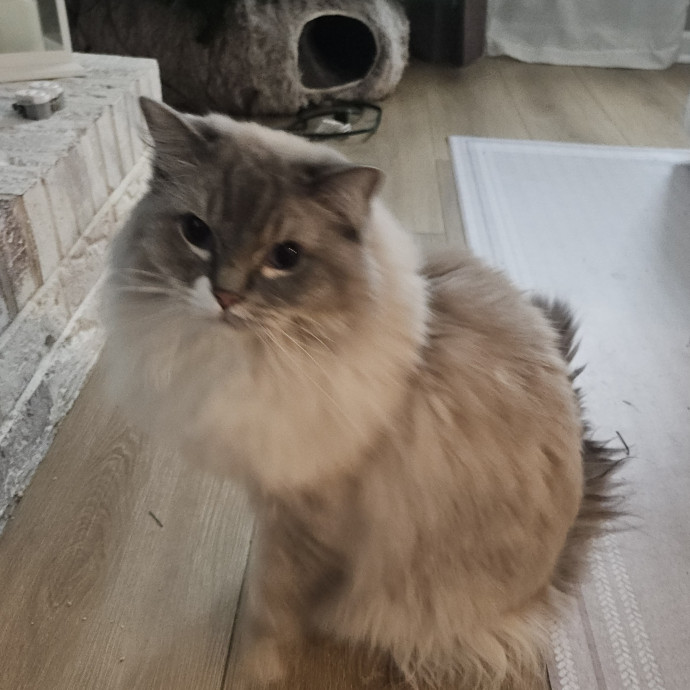 Blue Ribbon Cat Sitter Of Queen City